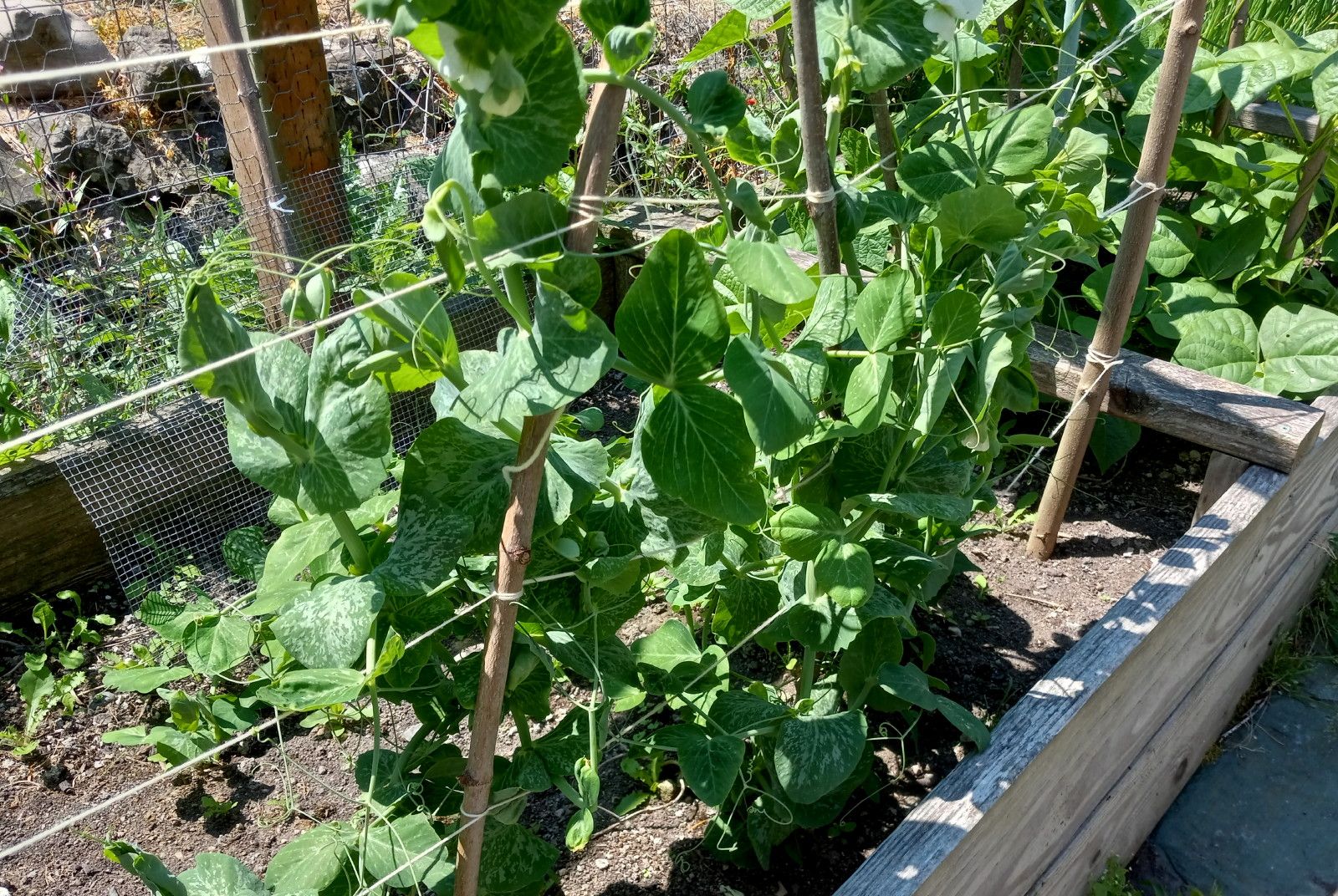 CT0330-SnowPeas.jpg