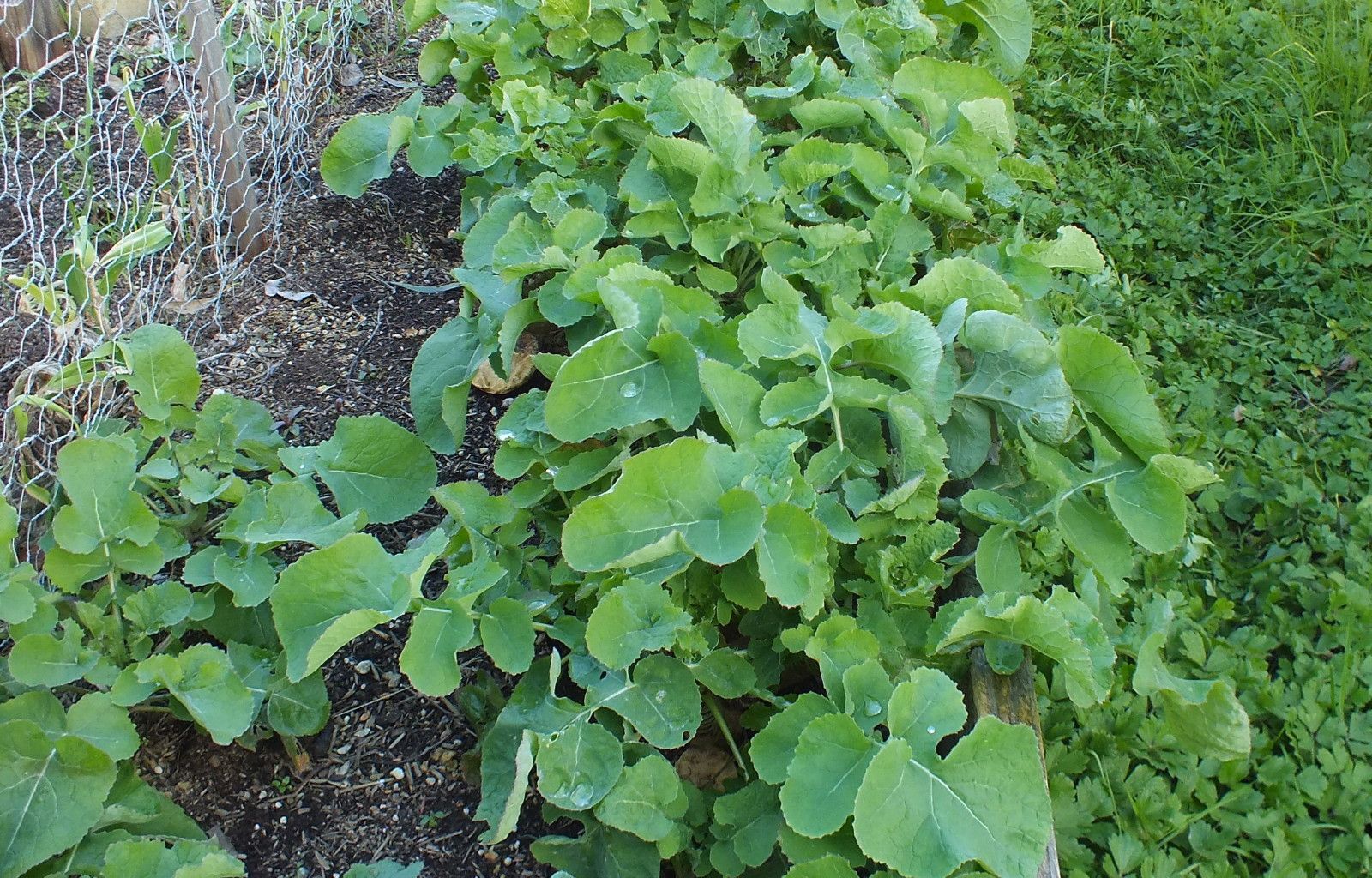 CT0350-Rutabagas.JPG