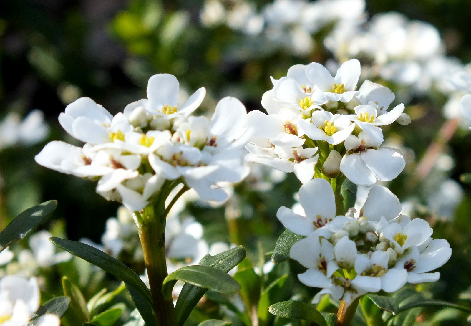 CT0350-Candytufts.JPG