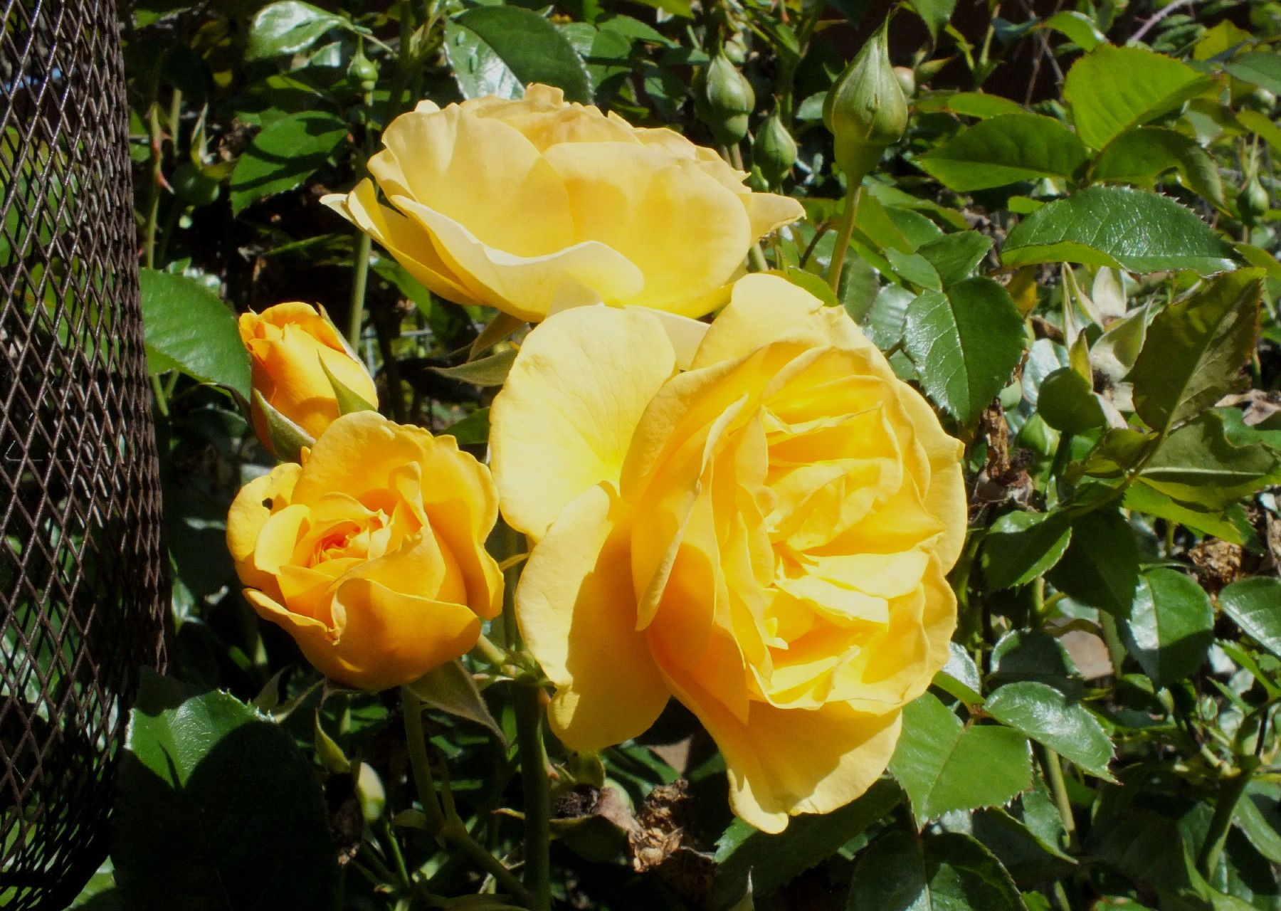 CT0356-Roses.jpg