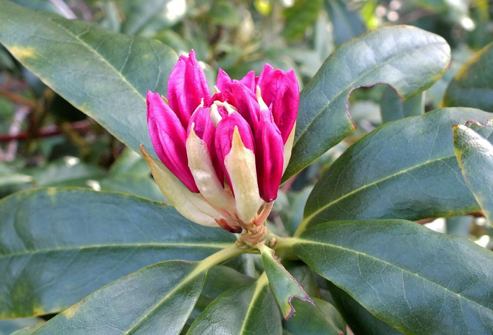CT0350-Rhody.JPG