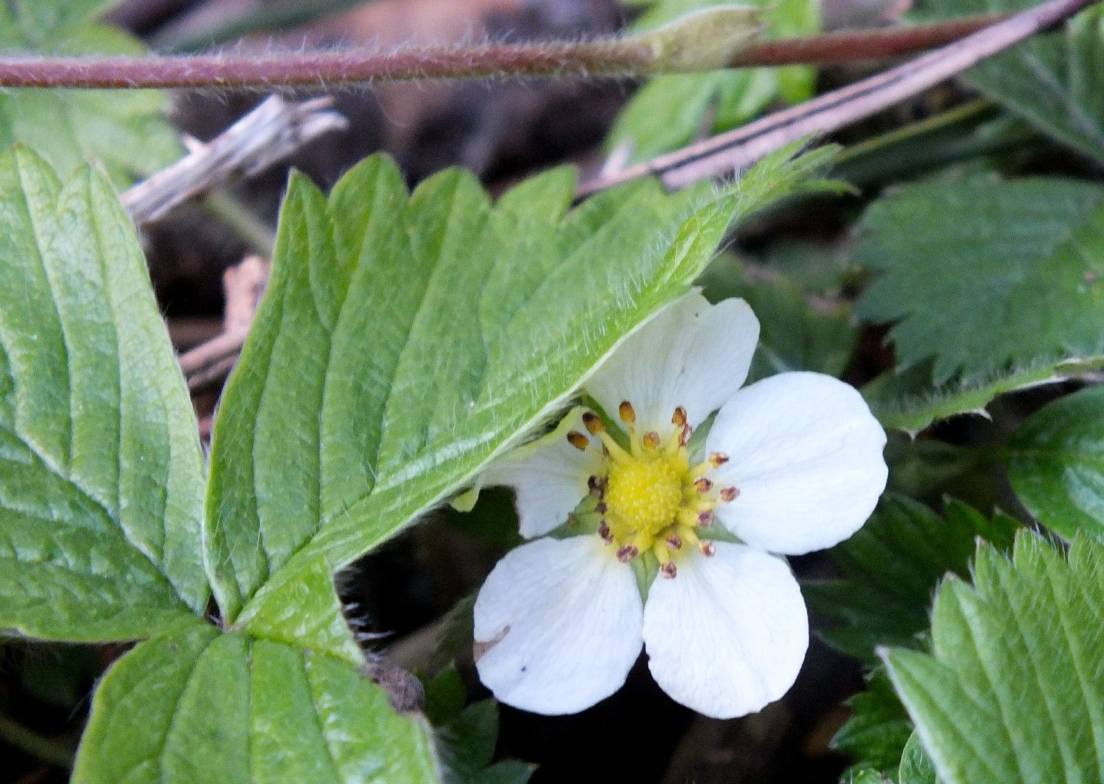 CT0350-Strawberry.JPG