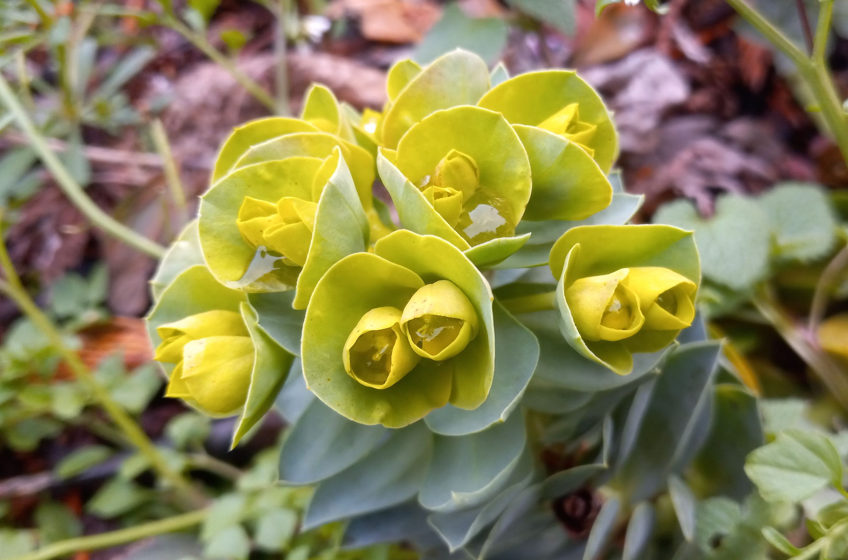 CT0350-Sedum.JPG