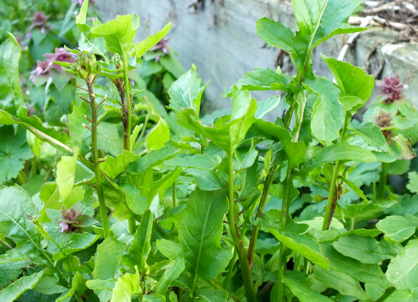 CT0350-Arugula.JPG