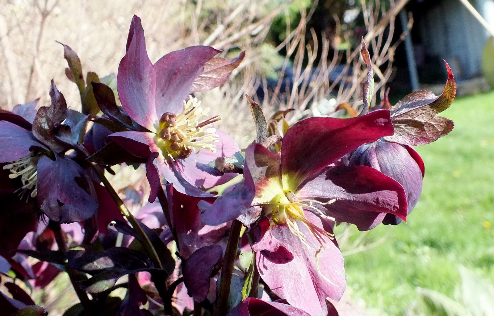 CT0350-PurpleHellebores.JPG