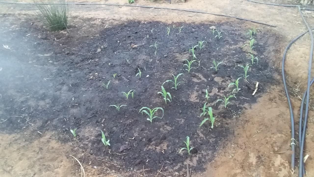 thumbnail_20200915_175030.jpg