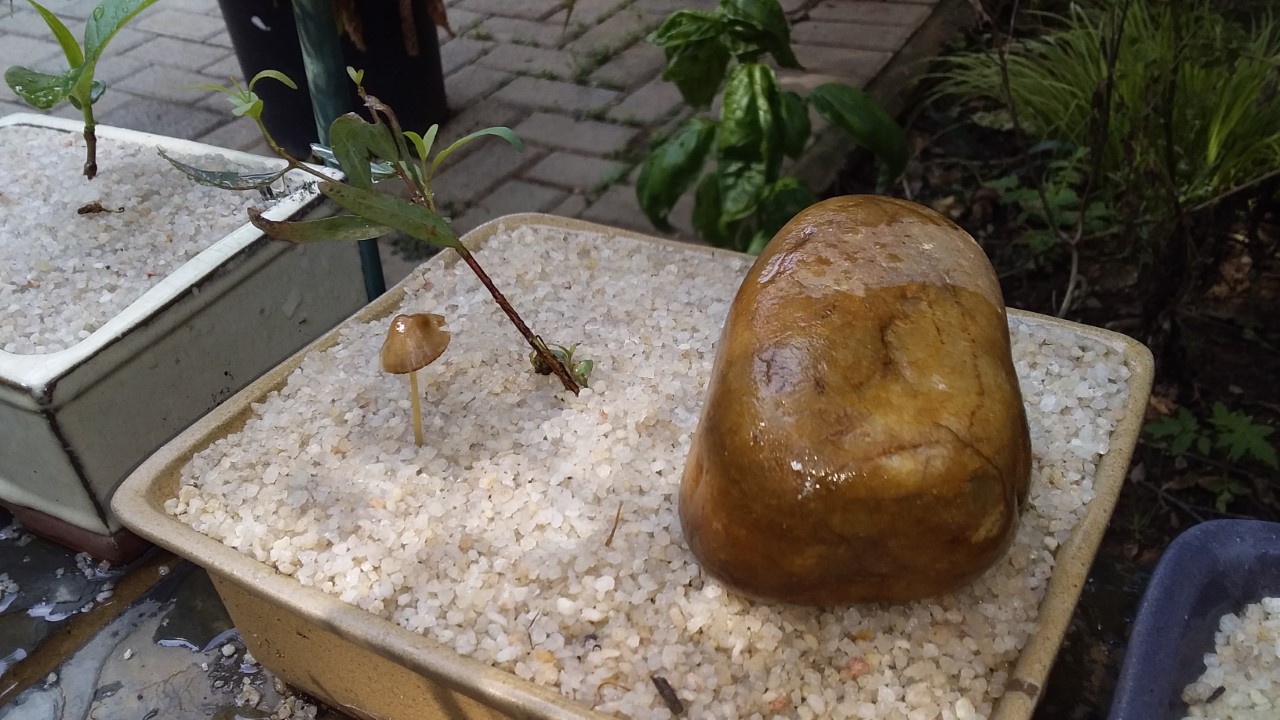 thumbnail_20210110_090203.jpg
