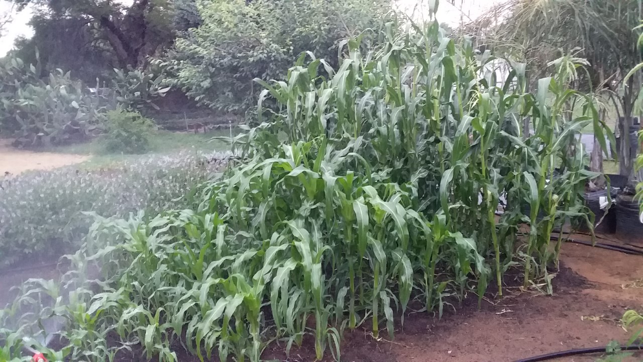 thumbnail_20201108_180028.jpg
