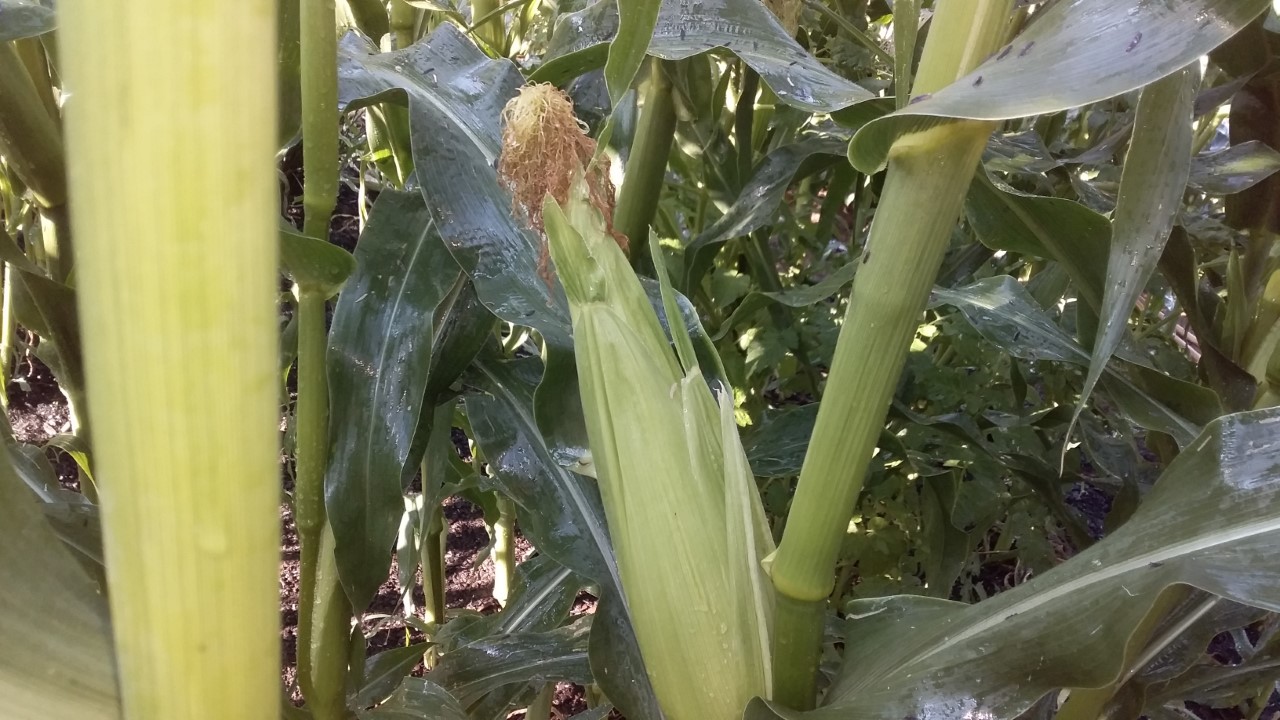 thumbnail_20201116_163933.jpg