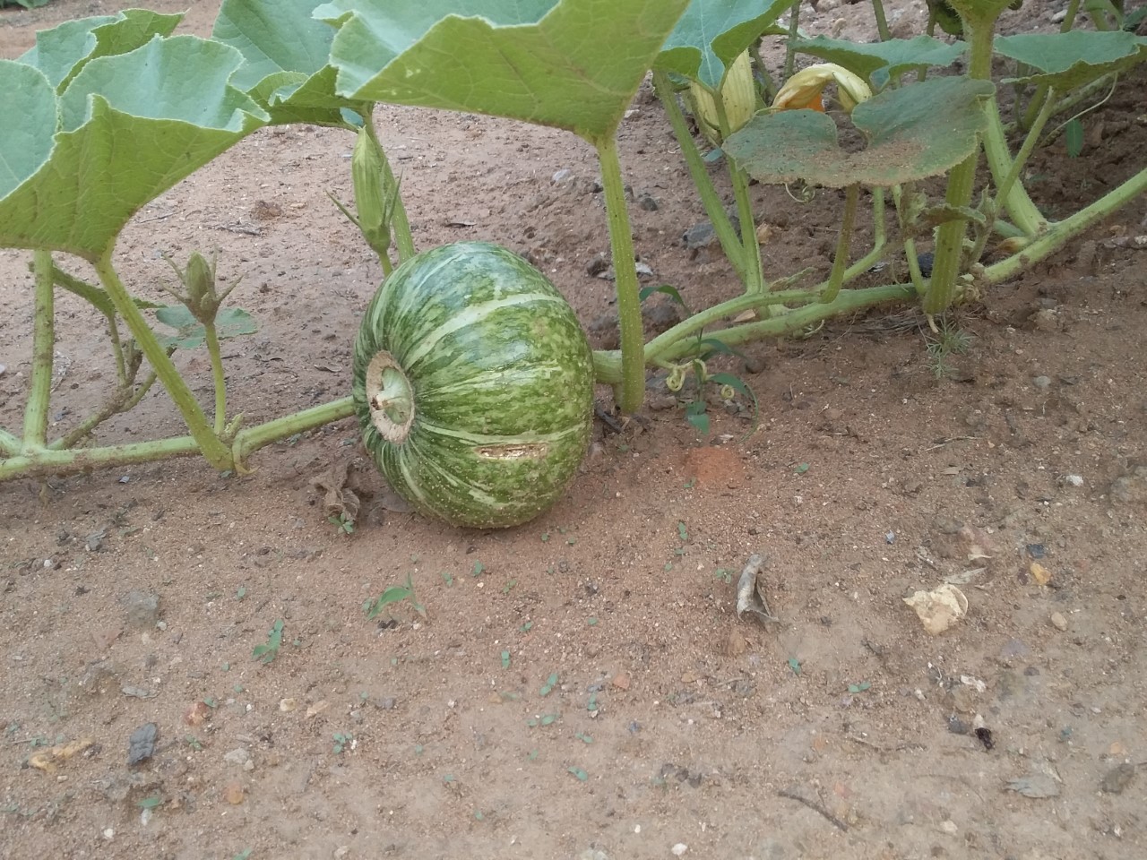 thumbnail_20201109_170519.jpg