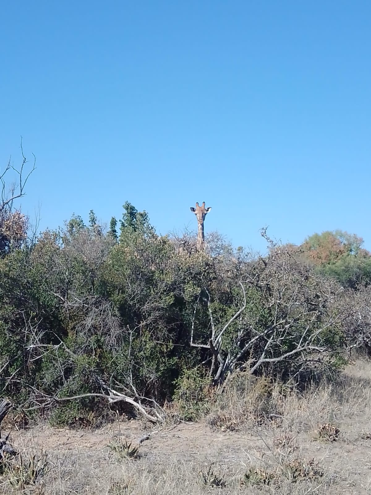 IMG20200607WA0005.jpg
