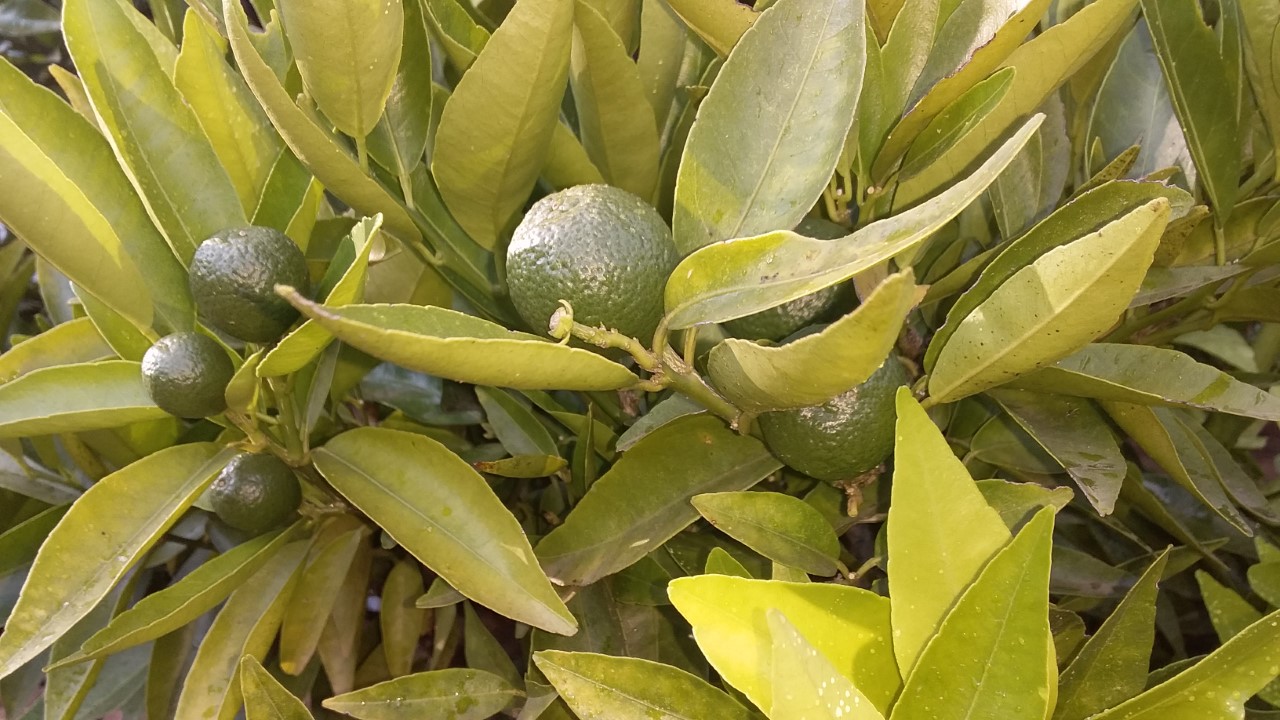 thumbnail_20201127_165340.jpg