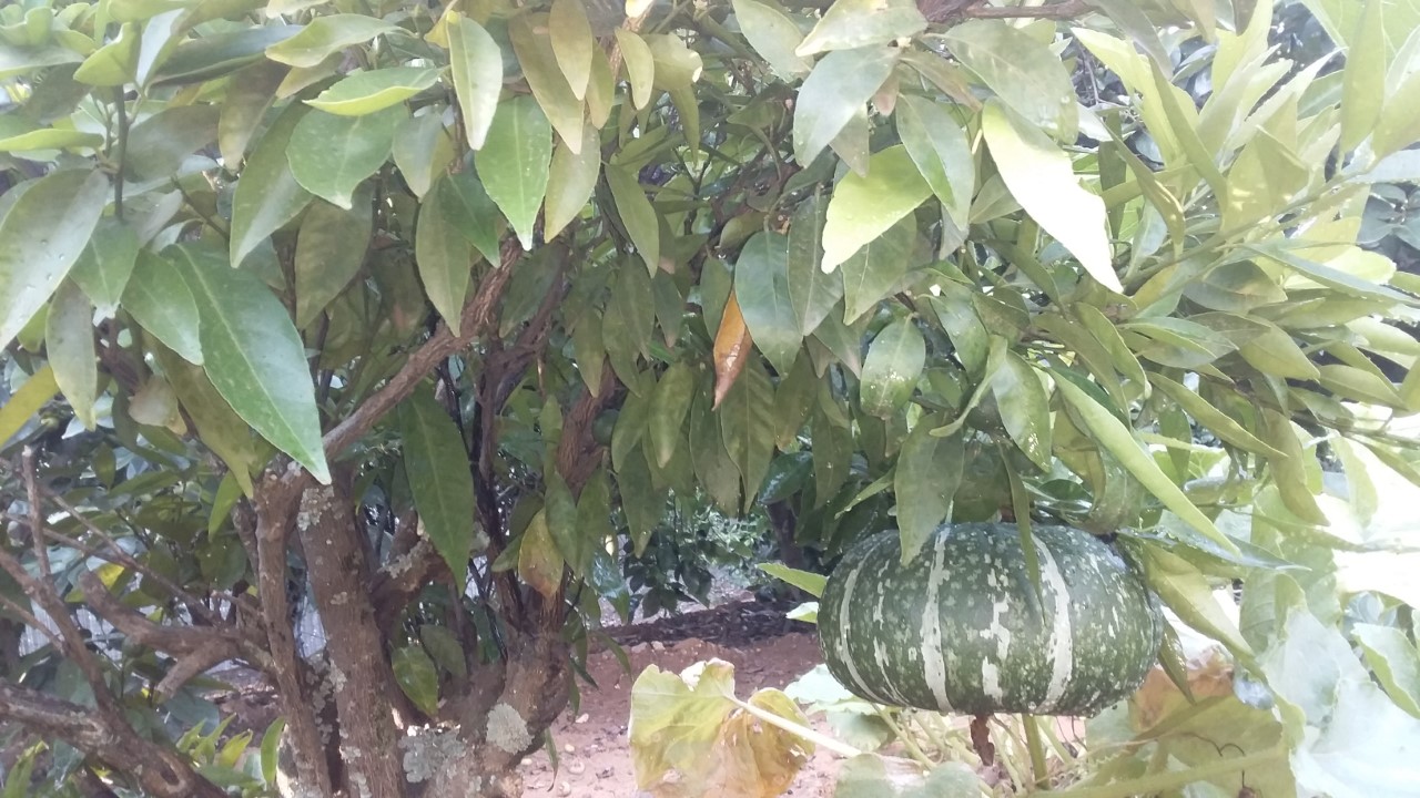 thumbnail_20201127_165355.jpg