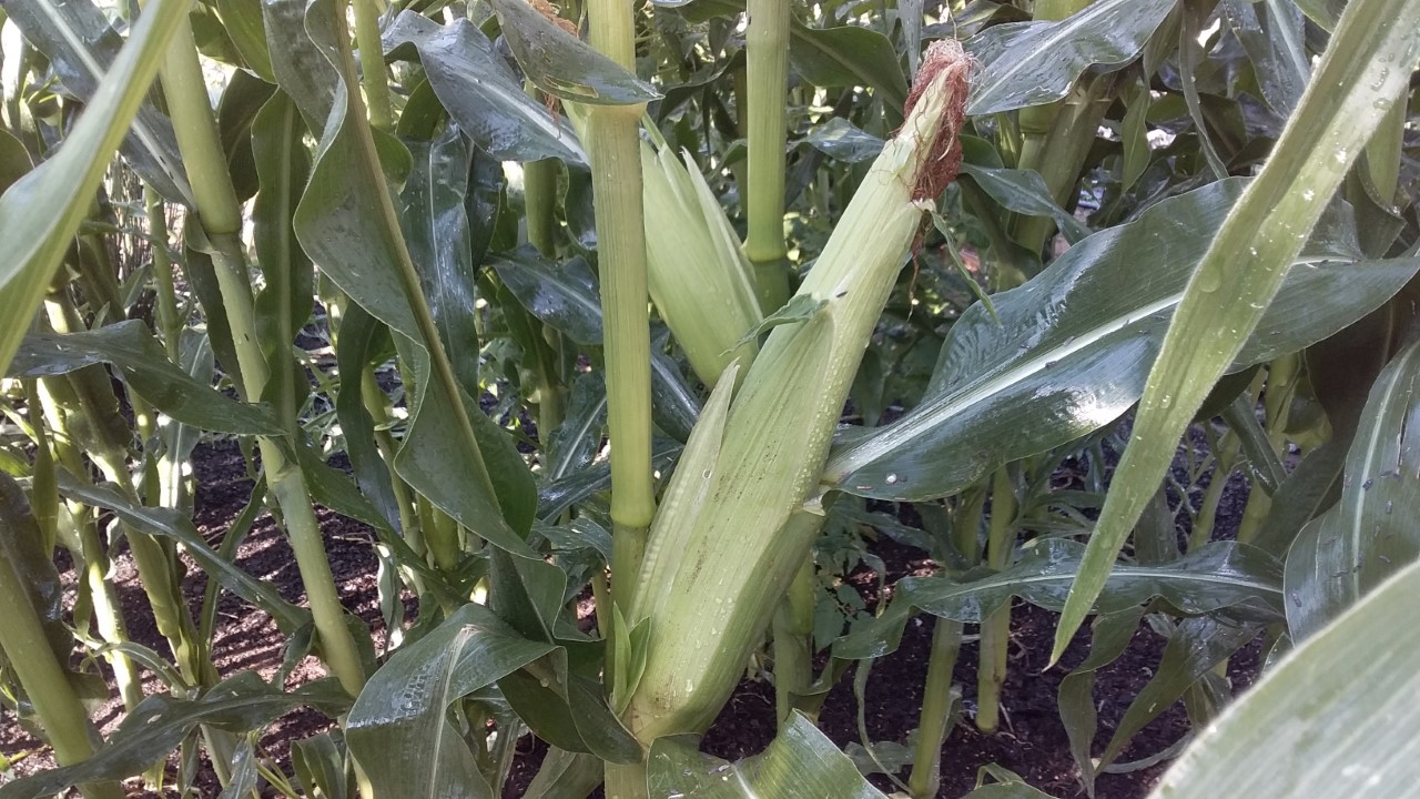 thumbnail_20201116_163926.jpg