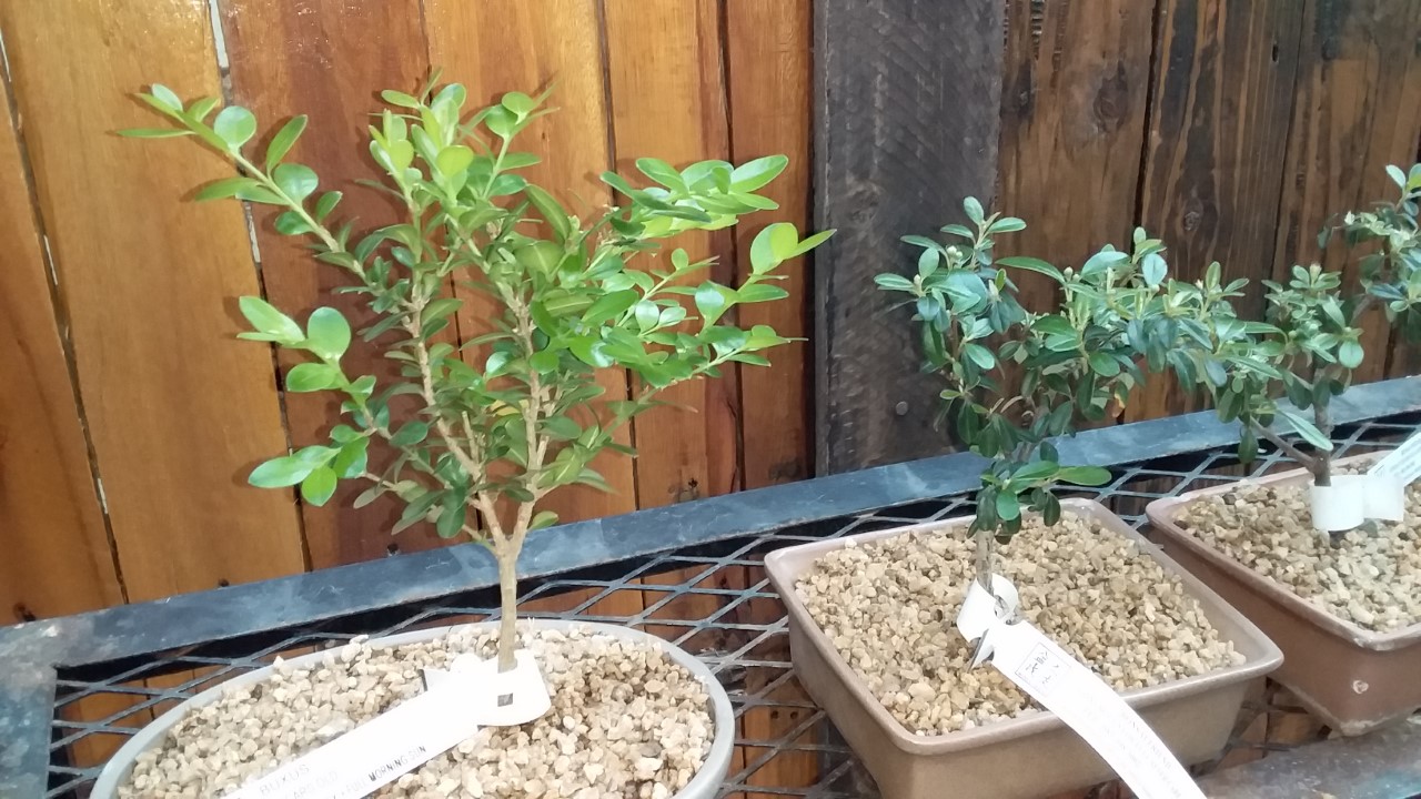 thumbnail_20200917_160656.jpg