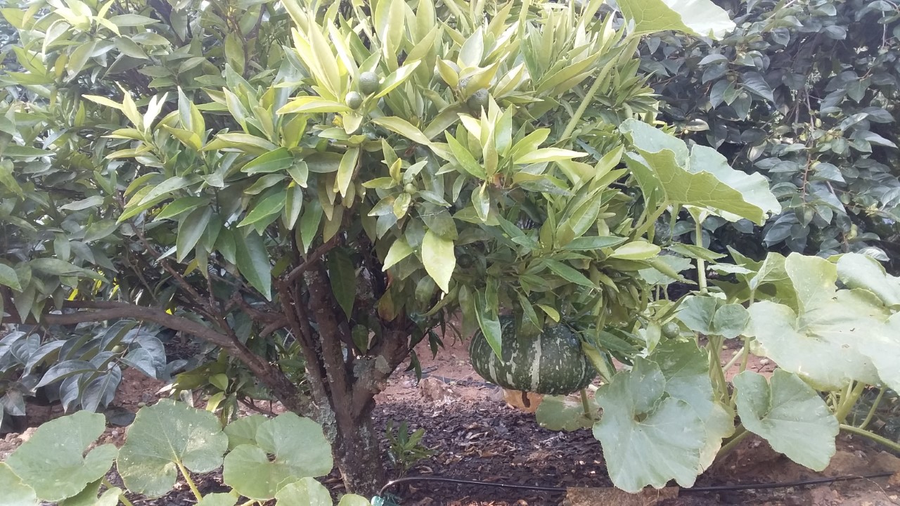 thumbnail_20201127_165350.jpg