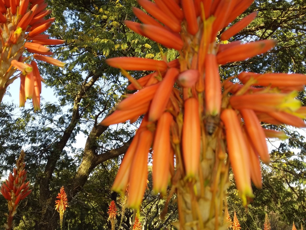 thumbnail_20200601_151706.jpg