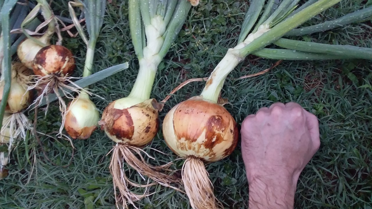 thumbnail_20201108_175740.jpg