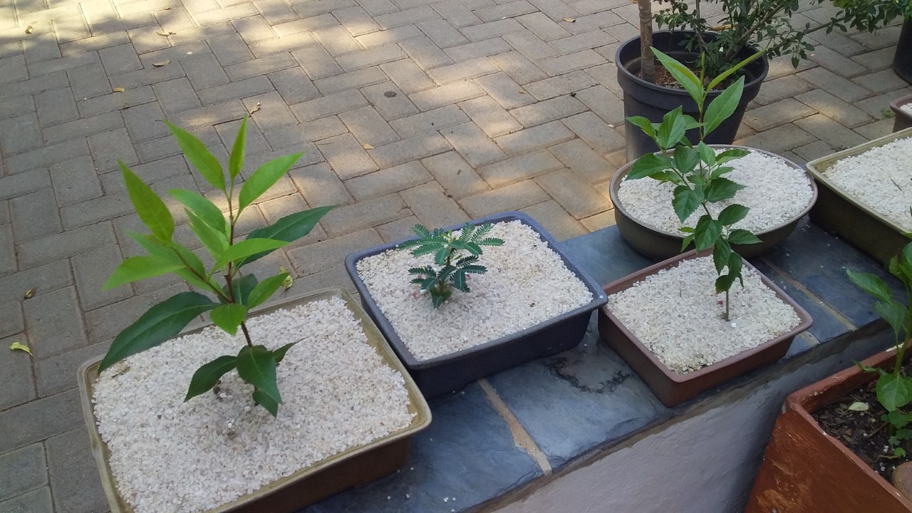 thumbnail_20201024_082435.jpg