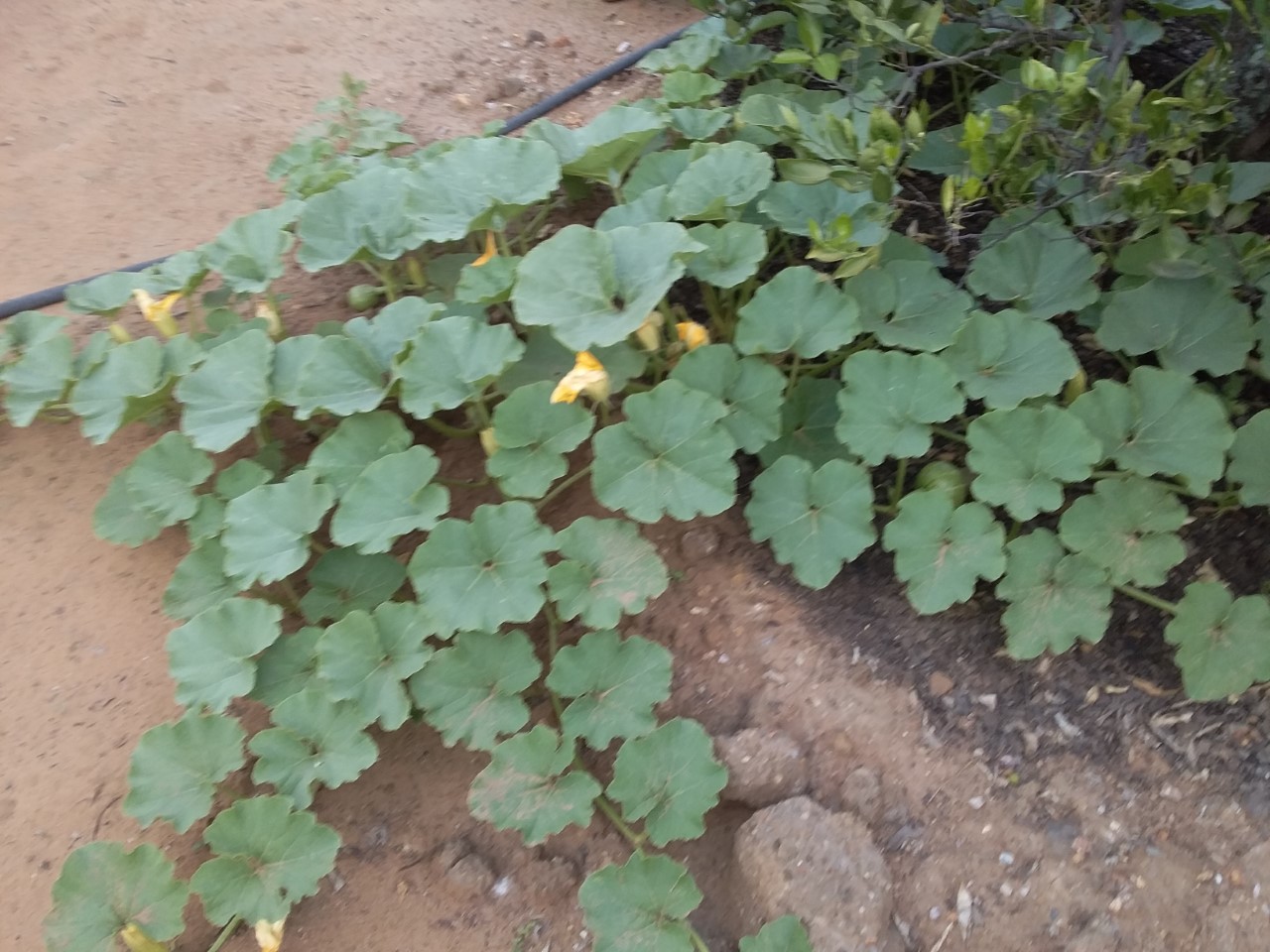 thumbnail_20201109_170514.jpg