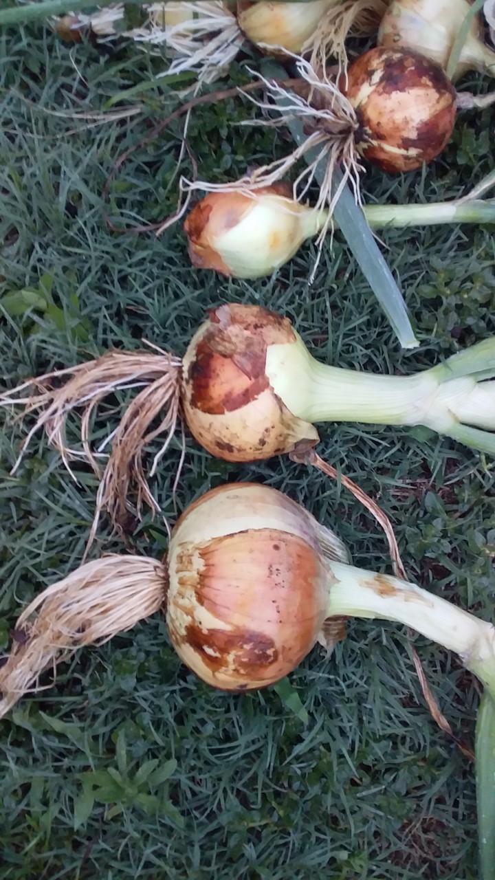 thumbnail_20201108_175736.jpg
