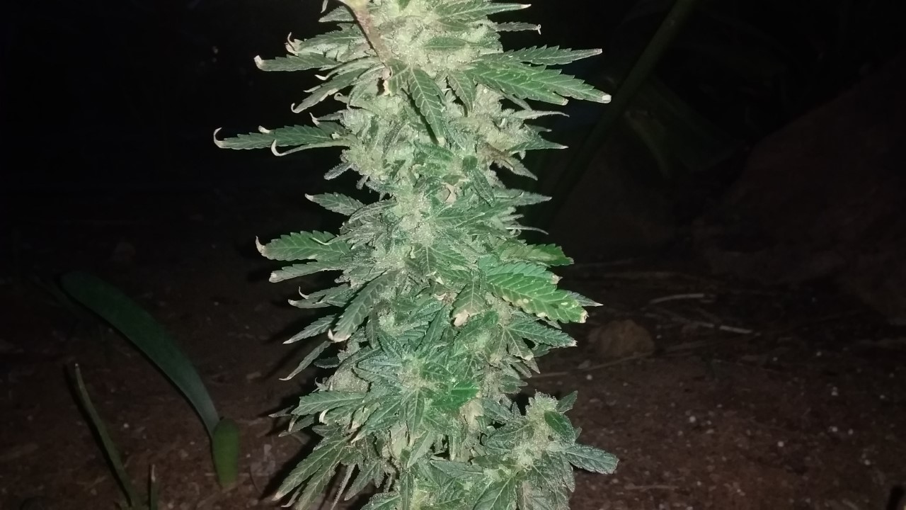 thumbnail_20201108_182716.jpg