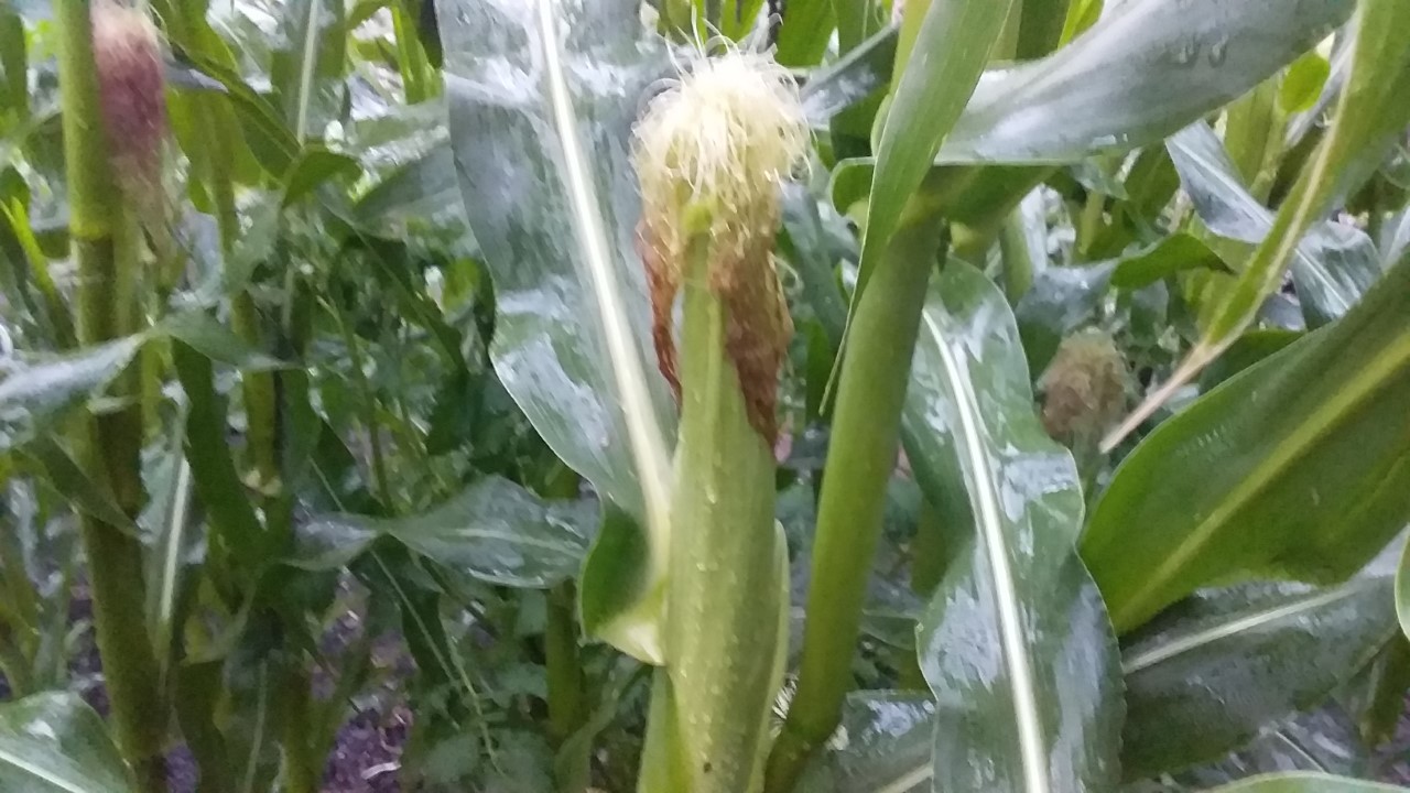 thumbnail_20201108_180017.jpg