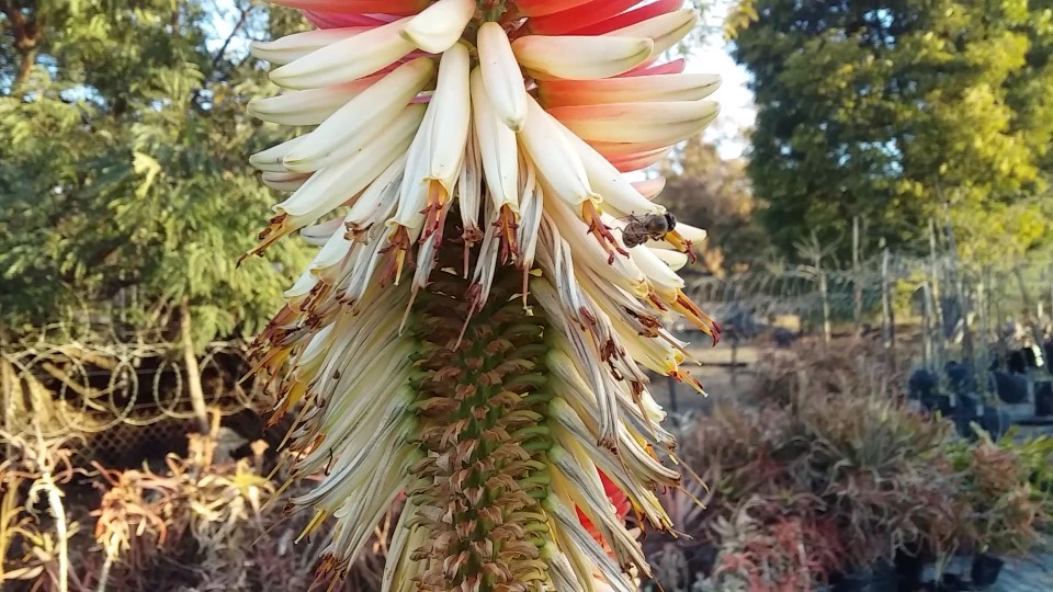 thumbnail_Screenshot_20200807075916.jpg