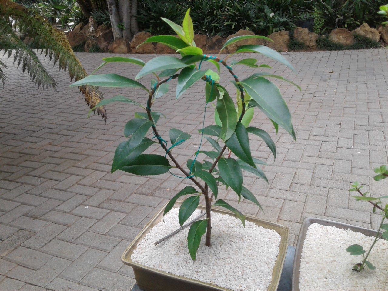 thumbnail_20210118_083107.jpg