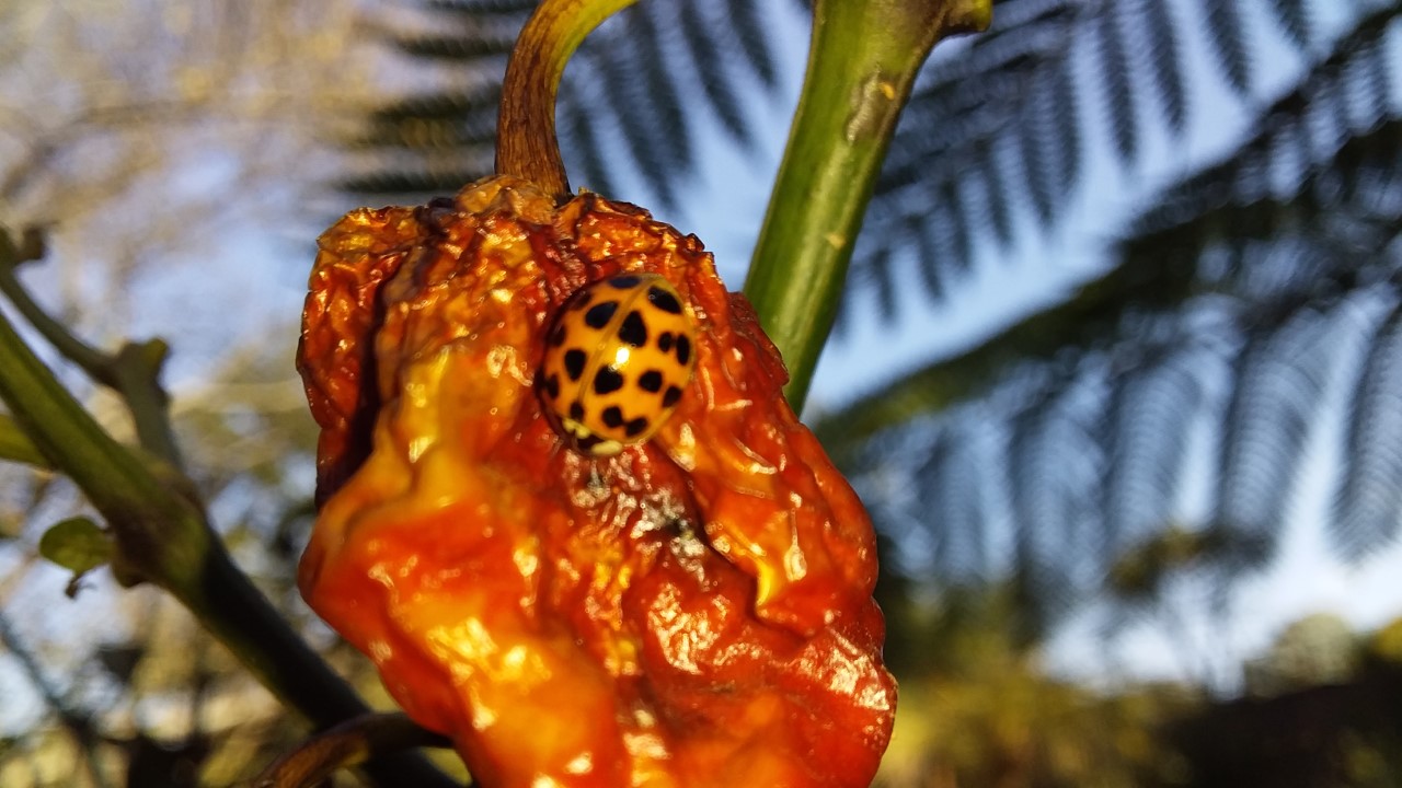 thumbnail_20200526_150334.jpg