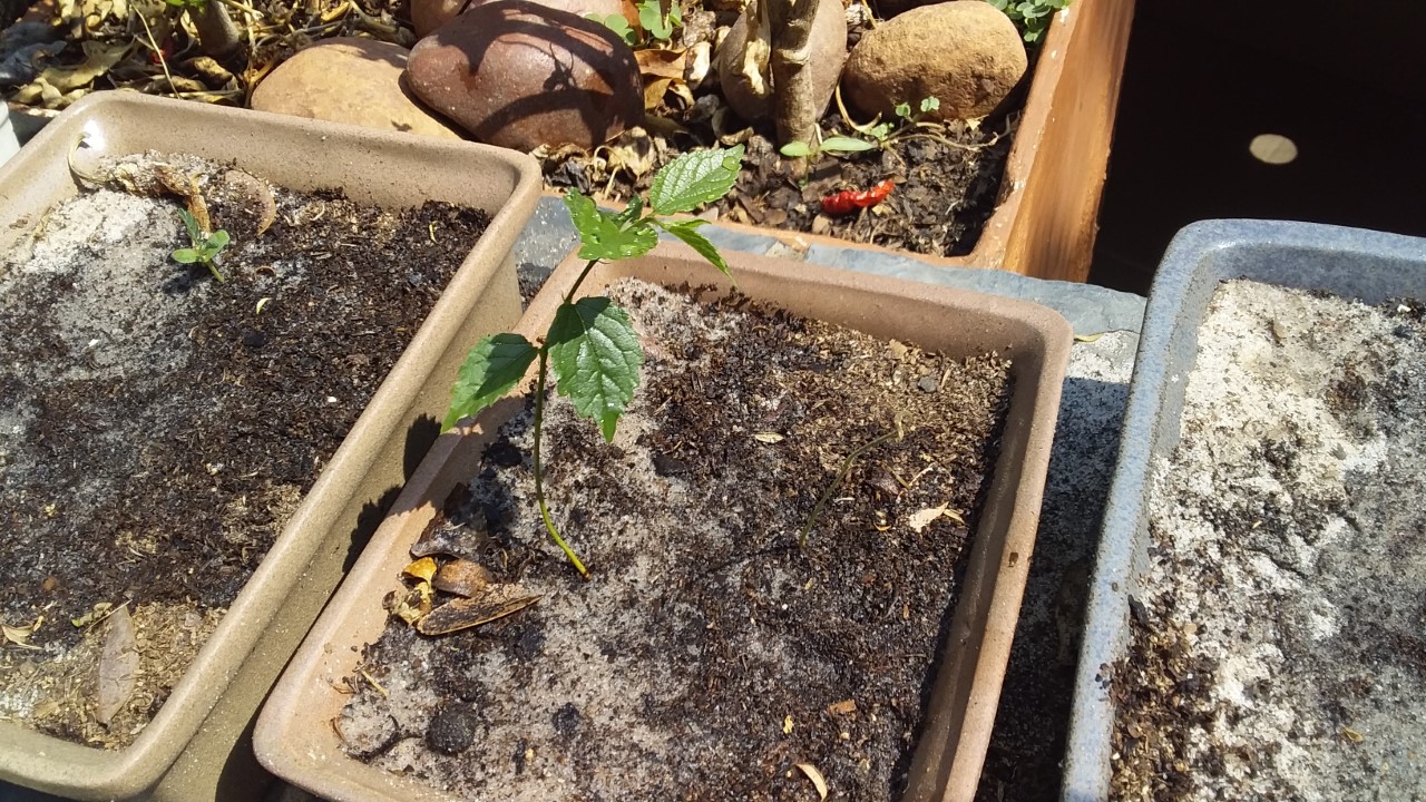 thumbnail_20200919_102819.jpg