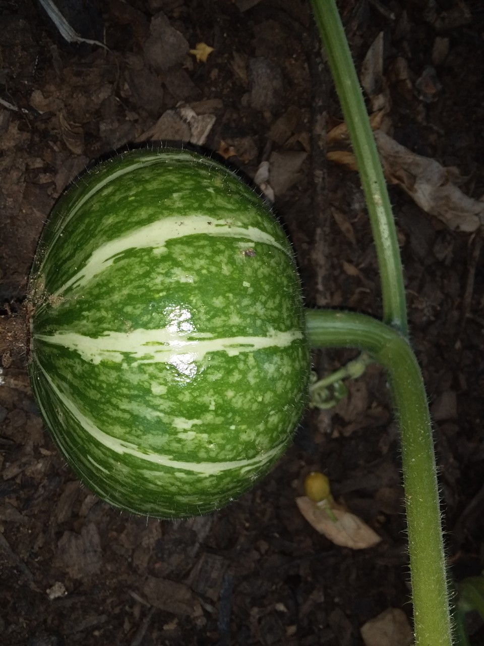 thumbnail_20201109_170452.jpg