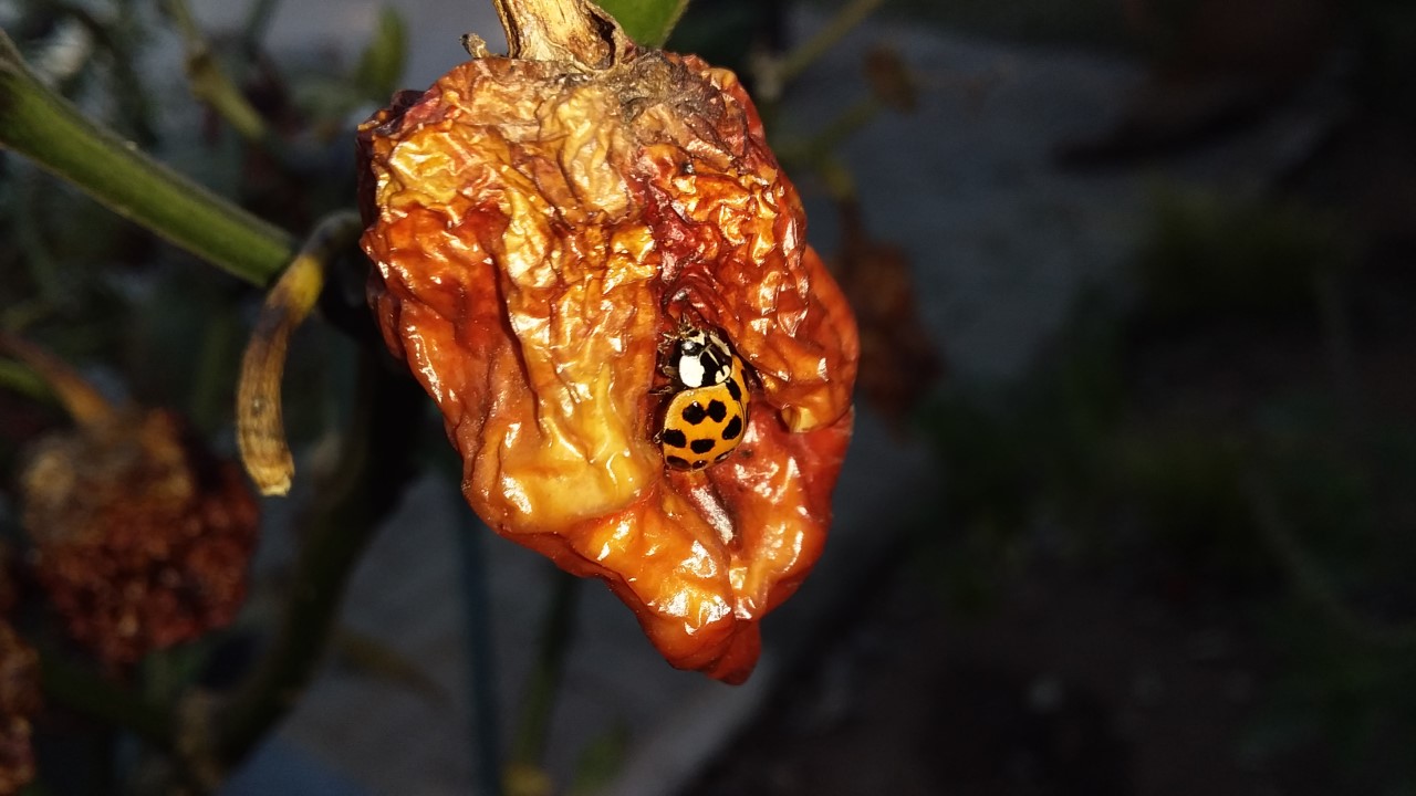 thumbnail_20200526_150439.jpg