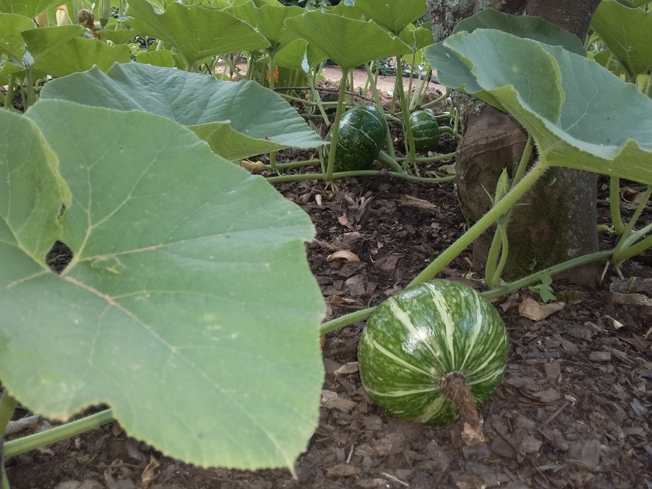 thumbnail_20201109_170456.jpg