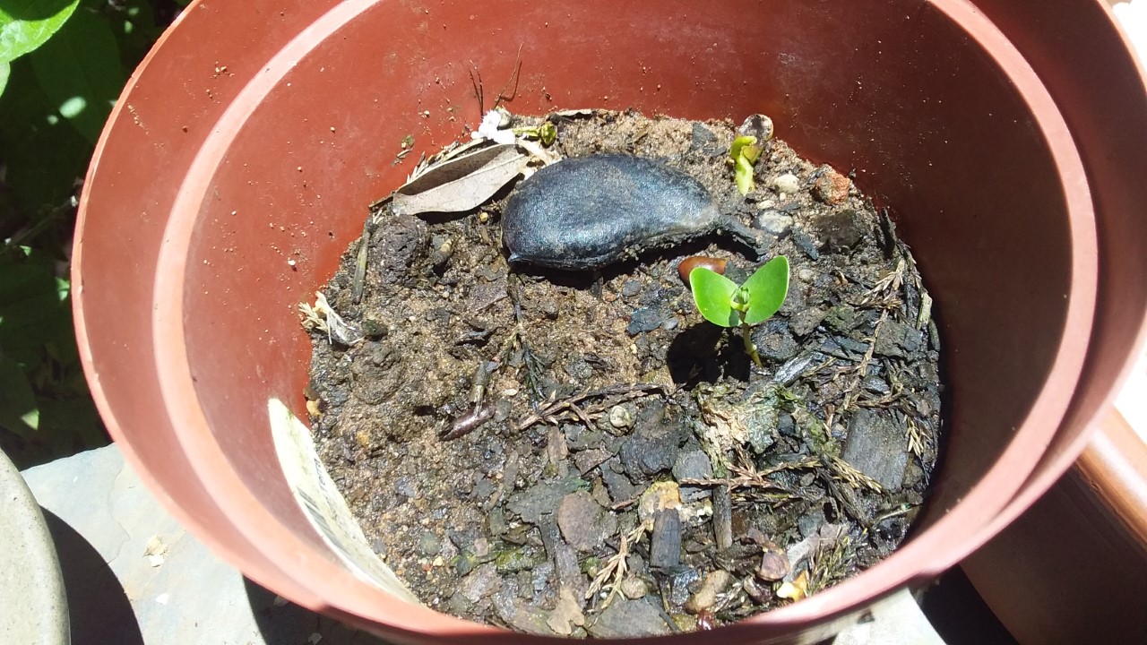 thumbnail_20210112_121106.jpg