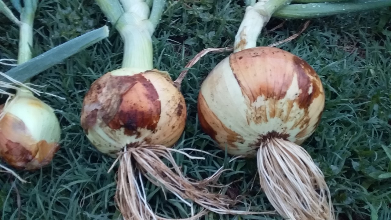 thumbnail_20201108_175755.jpg