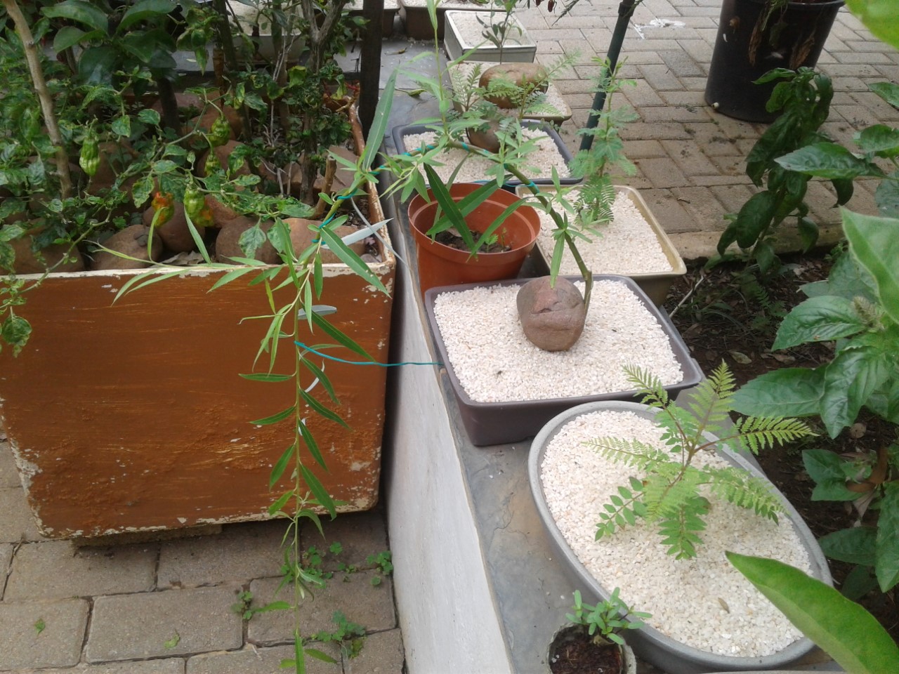 thumbnail_20210118_083101.jpg