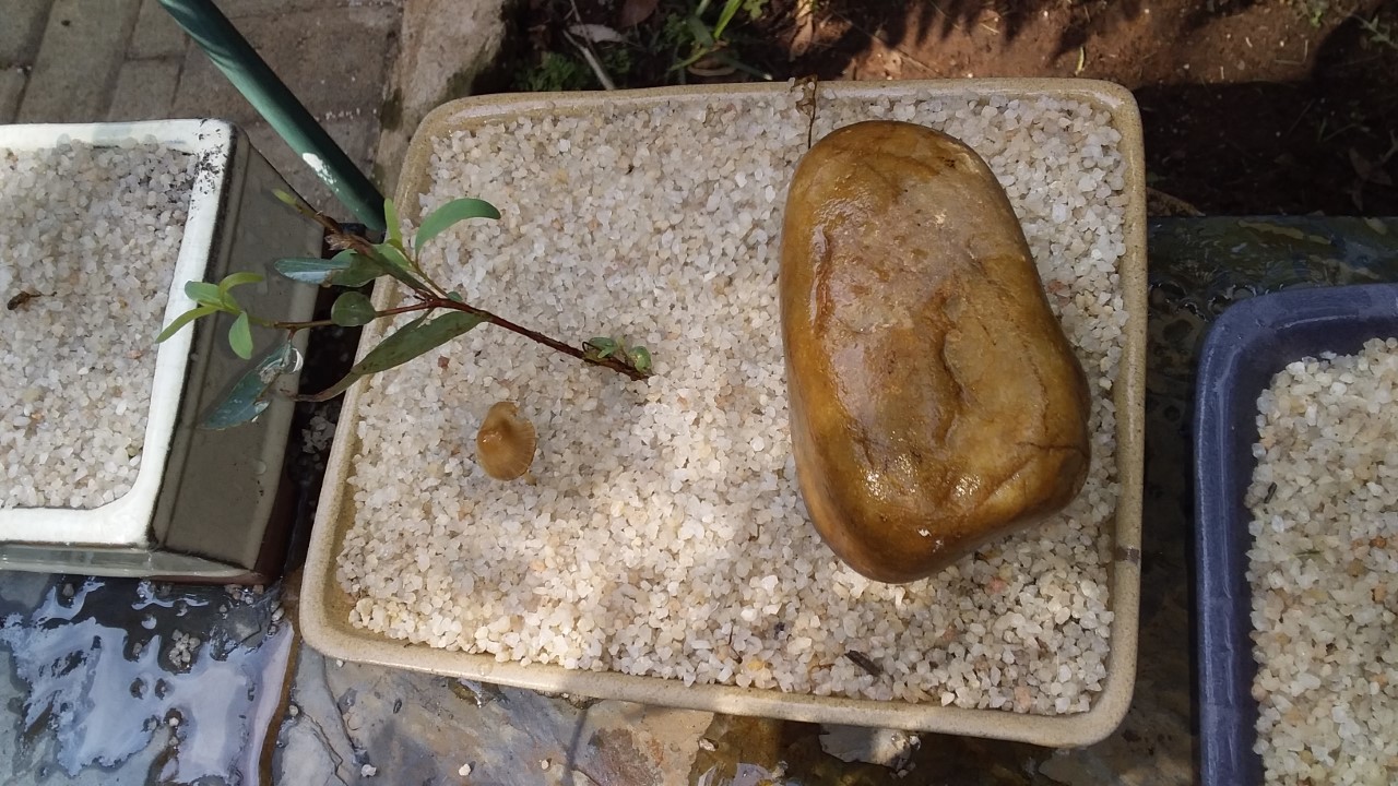 thumbnail_20210110_090210.jpg