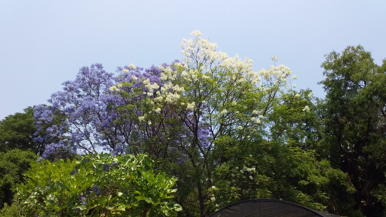 thumbnail_20201024_113212.jpg