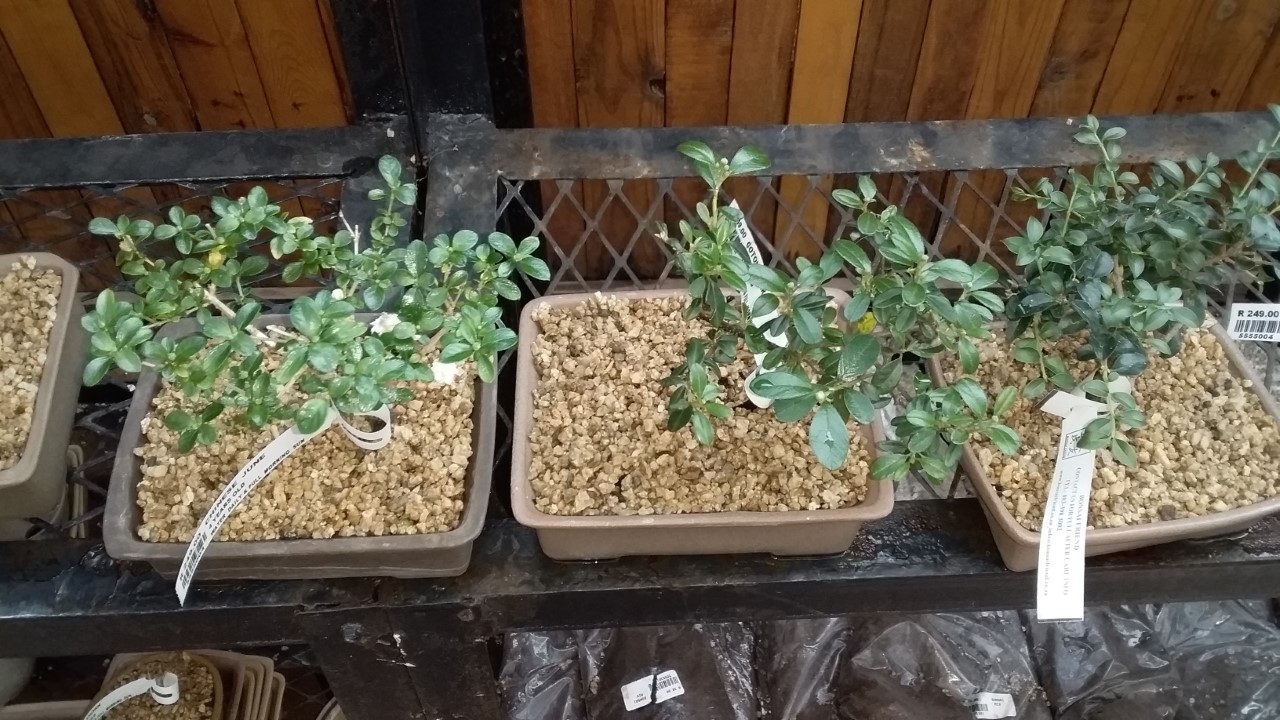 thumbnail_20200917_160645.jpg