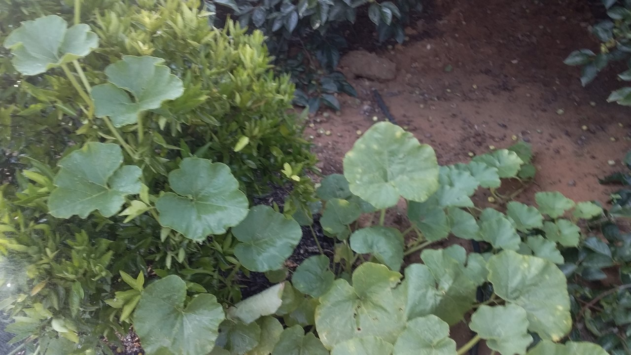 thumbnail_20201127_165412.jpg