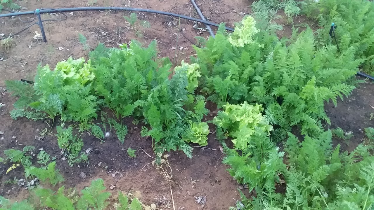 thumbnail_20200915_175226.jpg