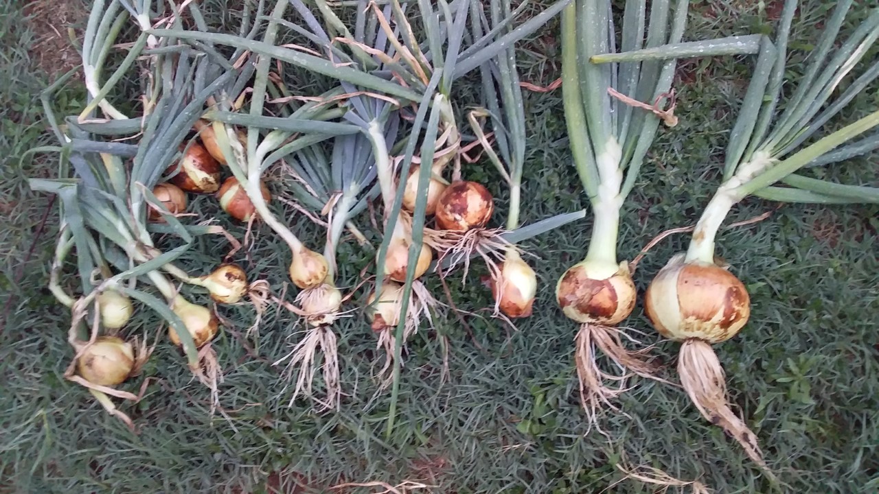 thumbnail_20201108_175749.jpg