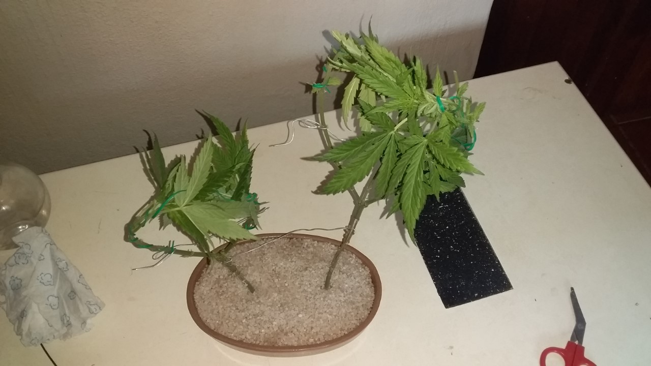 thumbnail_20200925_101426.jpg