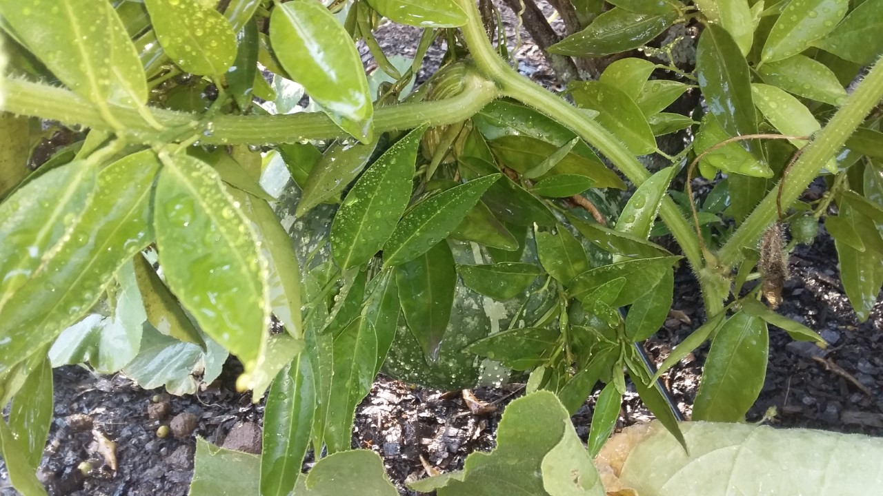 thumbnail_20201127_165405.jpg