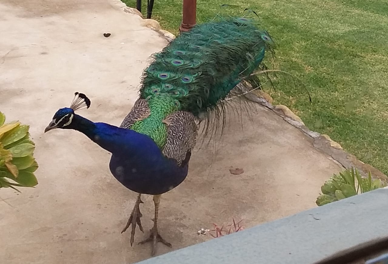 IMG20201115WA0021.jpg