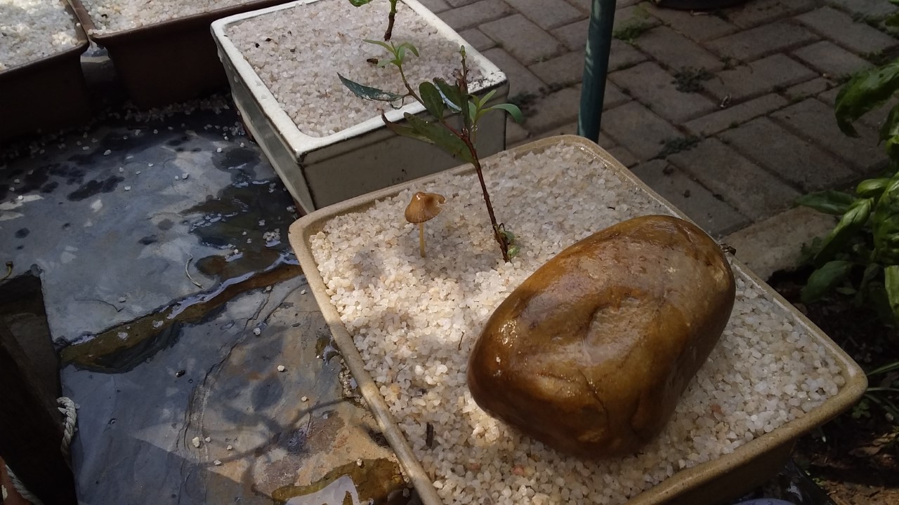 thumbnail_20210110_090159.jpg
