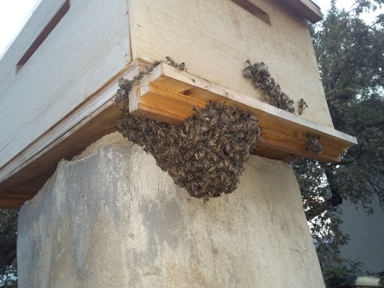 thumbnail_20201109_181519.jpg