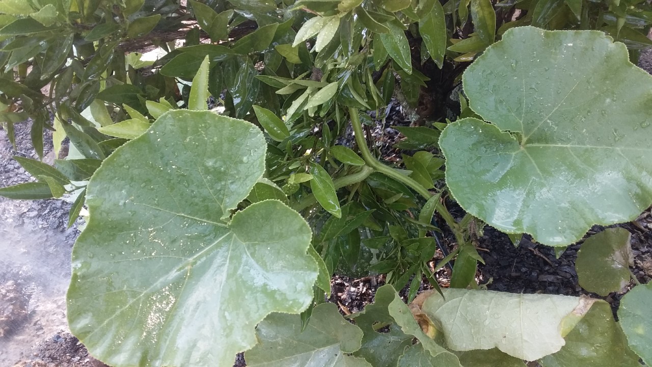 thumbnail_20201127_165402.jpg