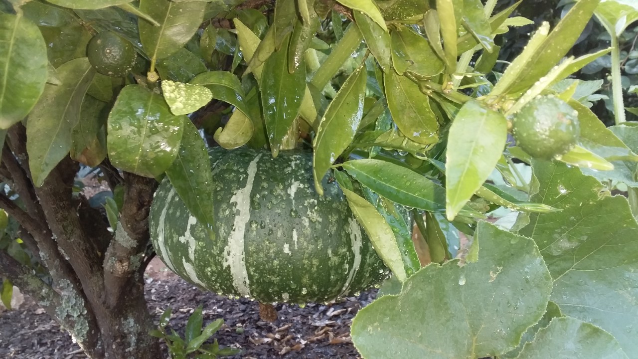 thumbnail_20201127_165336.jpg
